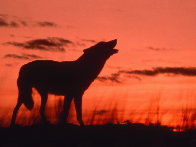 dusk, howling wolf, animals, calling, 