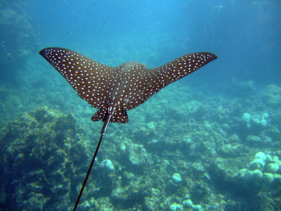 underwater, под водой