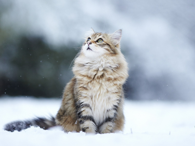 животные, animals, snow, кошки, cats, снег