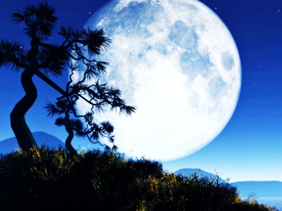 ночь, луна, Moon, trees, night, деревья