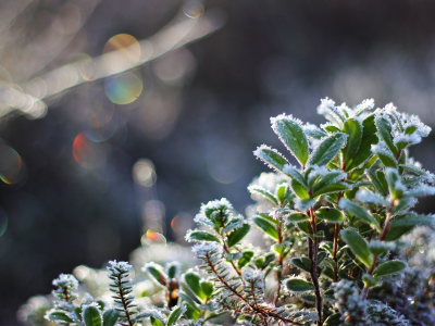 , nature, winter, plants