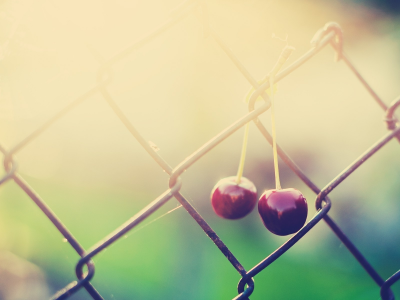 , fences, cherries