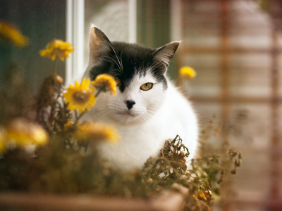 кошка, цветы, дом