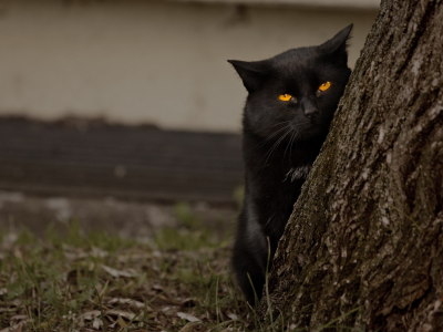 дерево, желтые глаза, кошка, черный кот