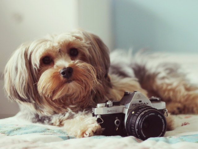 , dogs, animals, cameras, photo camera
