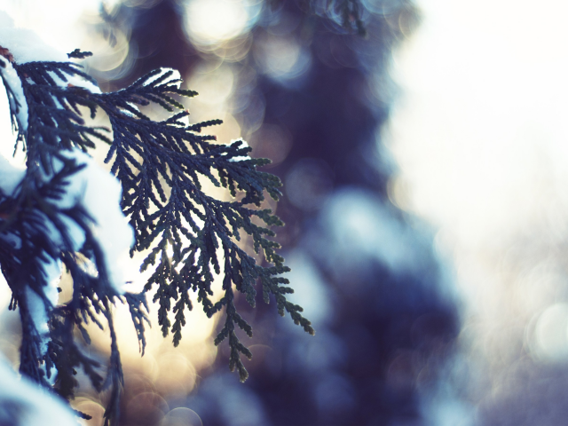 nature, зима, fir-tree, макро, пихта, snow, light, снег, winter, bokeh, ель, spruce, свет, природа, close-up, боке