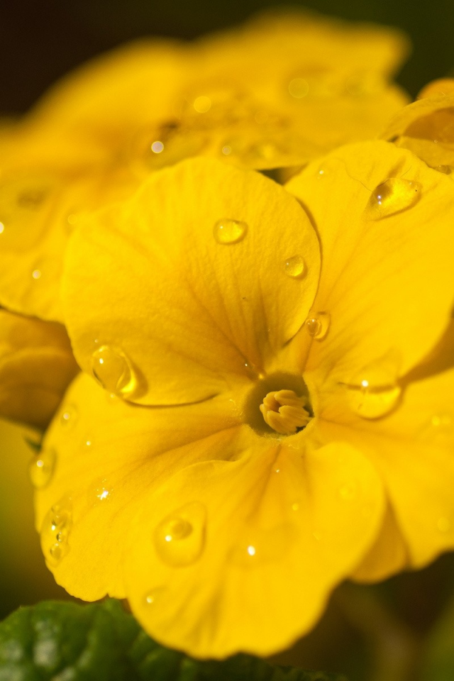 macro, water drops, flowers, 