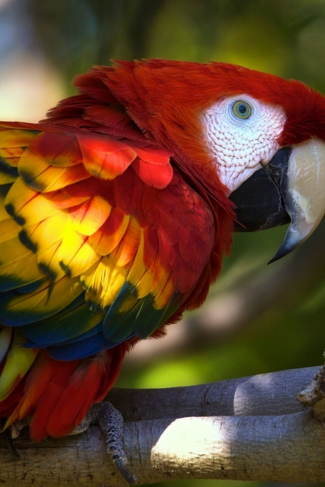 ара, Macaw, животных, parrots, animals, попугаев