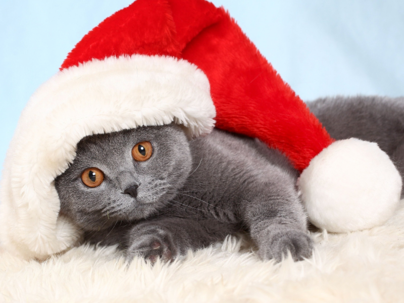 Рождество, кошки, animals, Christmas, cats, животные