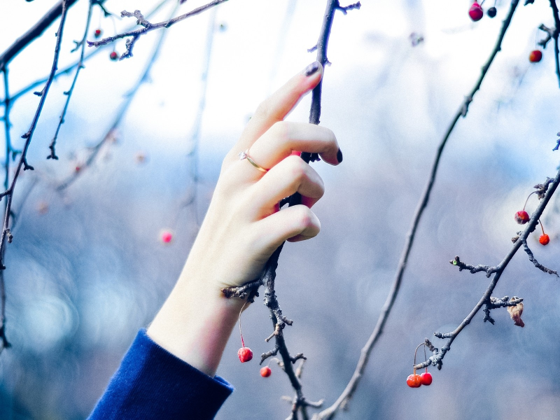 филиалов, nail polish, кольца, лак для ногтей, autumn (season), размытым фоном, hands, branches, Осенью ( сезона), berries, руки, ягод, протянув руку, rings, blurred background, reaching out