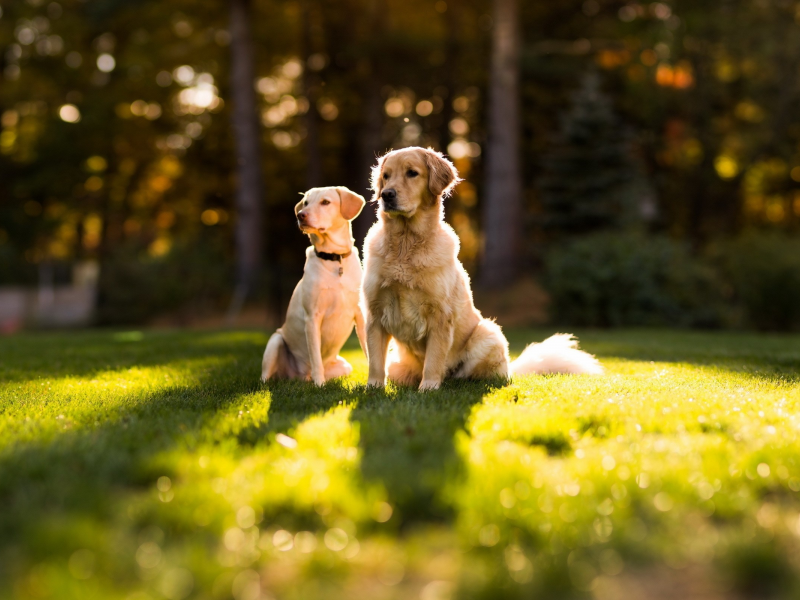 собак, dogs, животных, animals