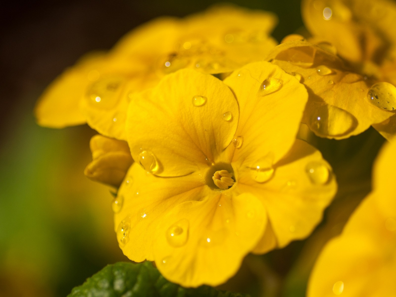 macro, water drops, flowers, 