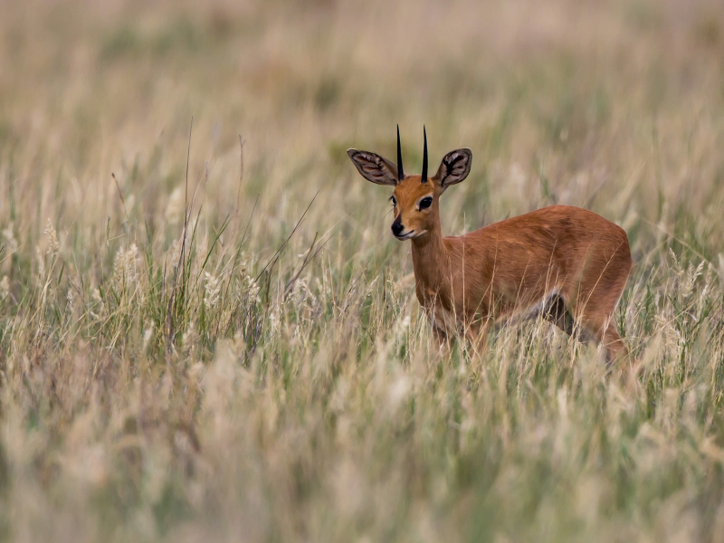 animals, Impala, 