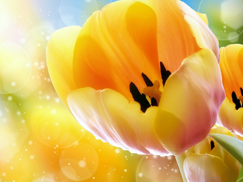 тюльпаны, yellow, желтый, tulips, nature, природа