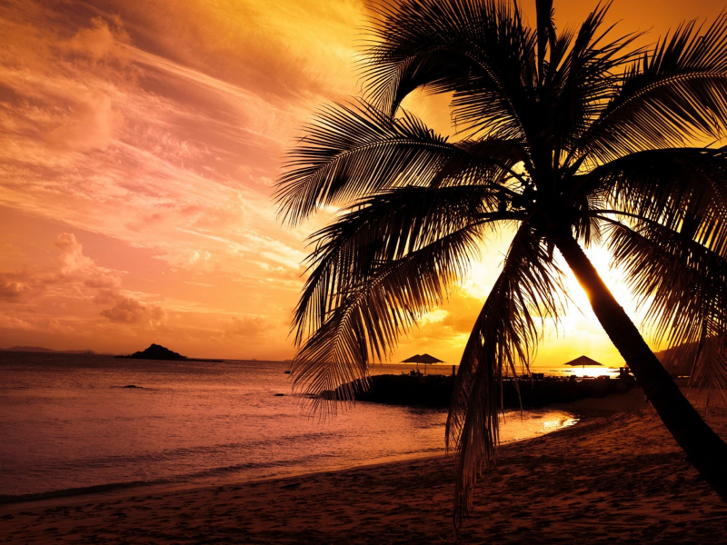 palm, sunset, закат, пальмы, sea, море, пляж, beach