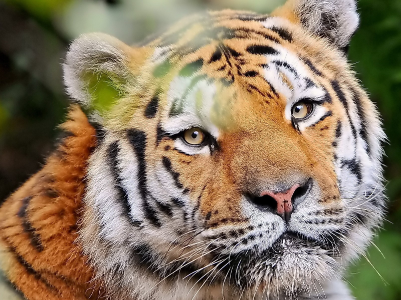 tigers, кошки, animals, feline, животные, тигры