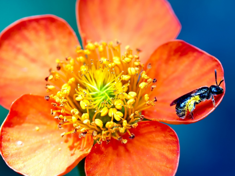 macro, , flowers, hymenopthera, bees