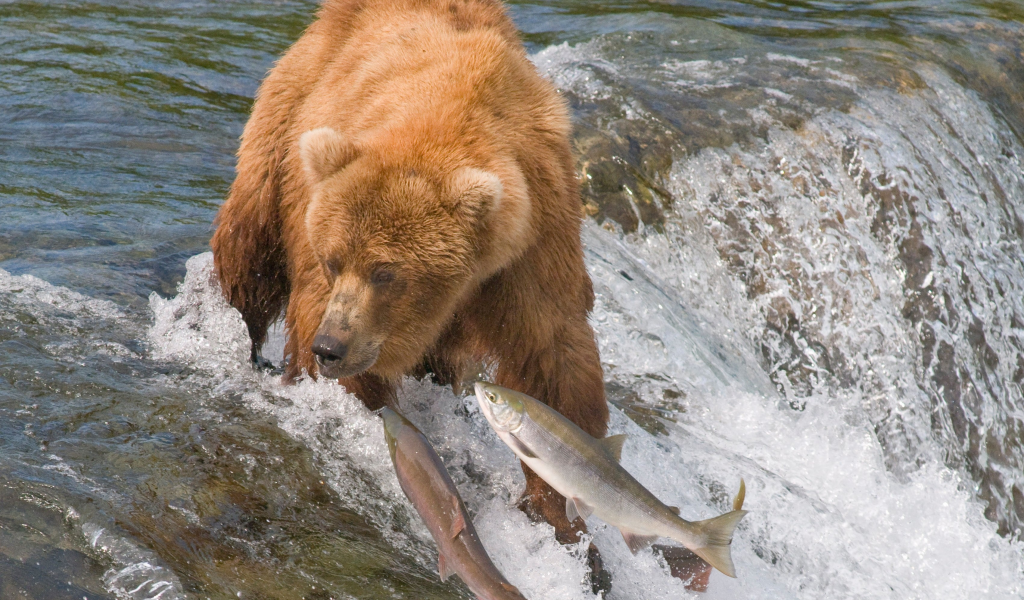 ловля, лосось, Вода, охота, гризли, река, рыбы, медведь