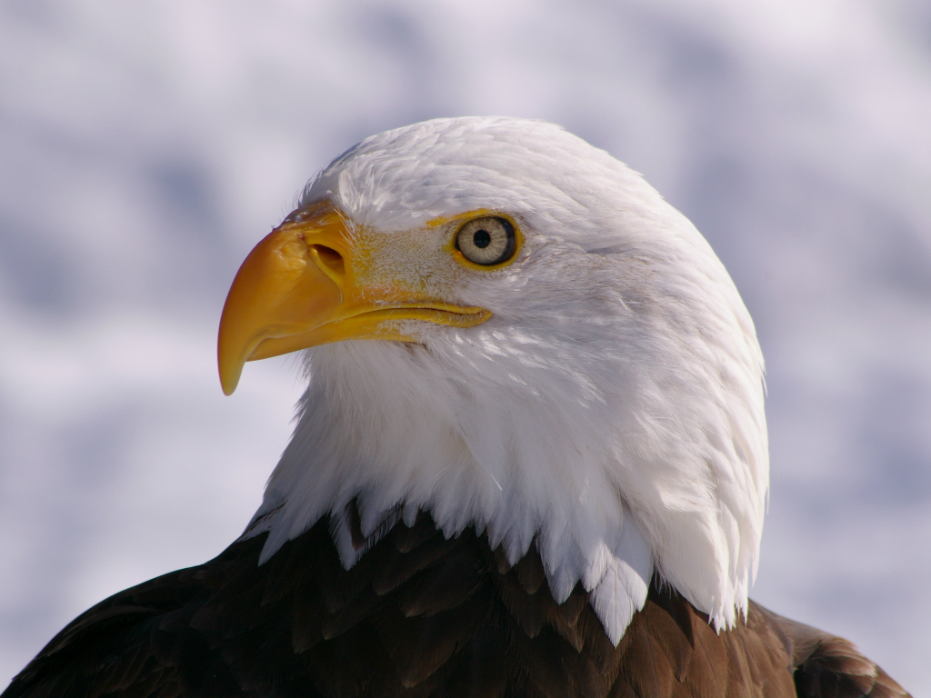 профиль, bald eagle, взгляд, белоголовый орлан, bird, Птица