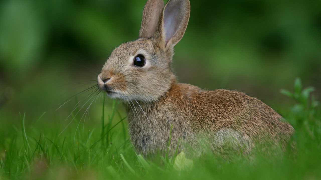 размытость, трава, зелень, Кролик, заяц