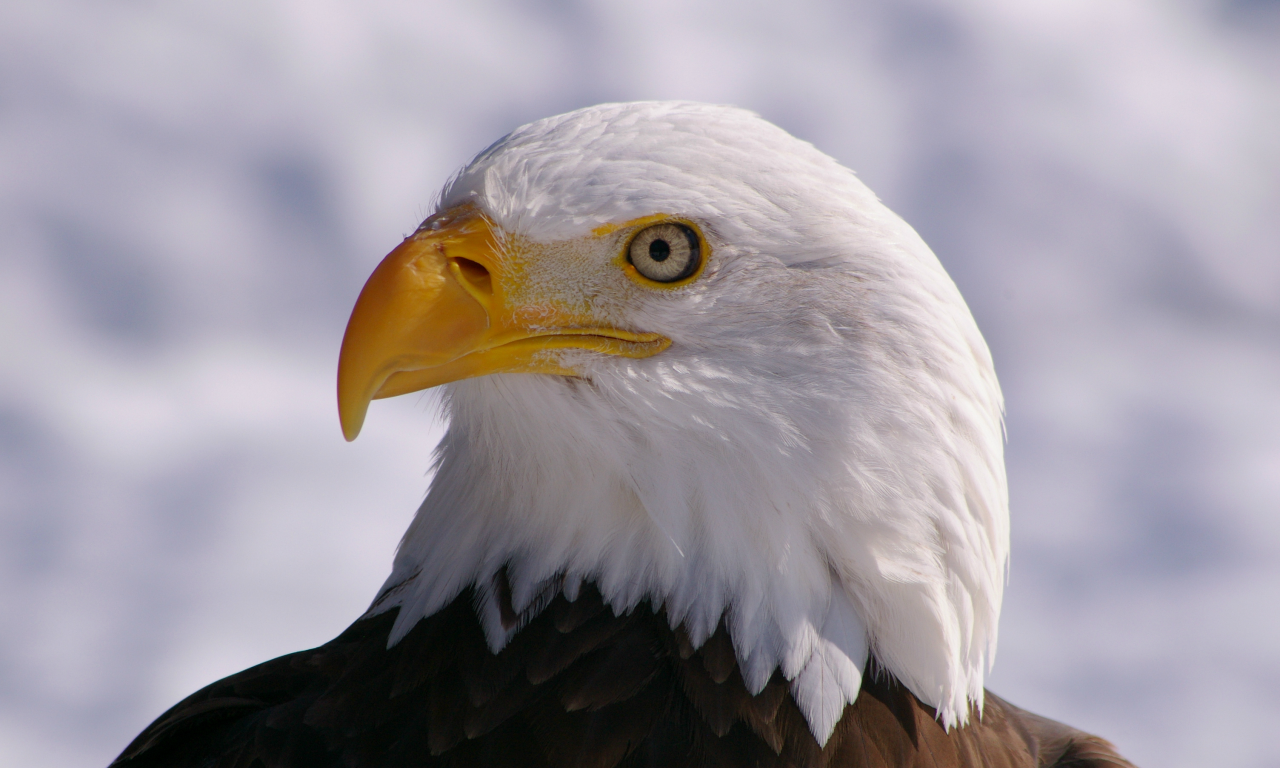 профиль, bald eagle, взгляд, белоголовый орлан, bird, Птица