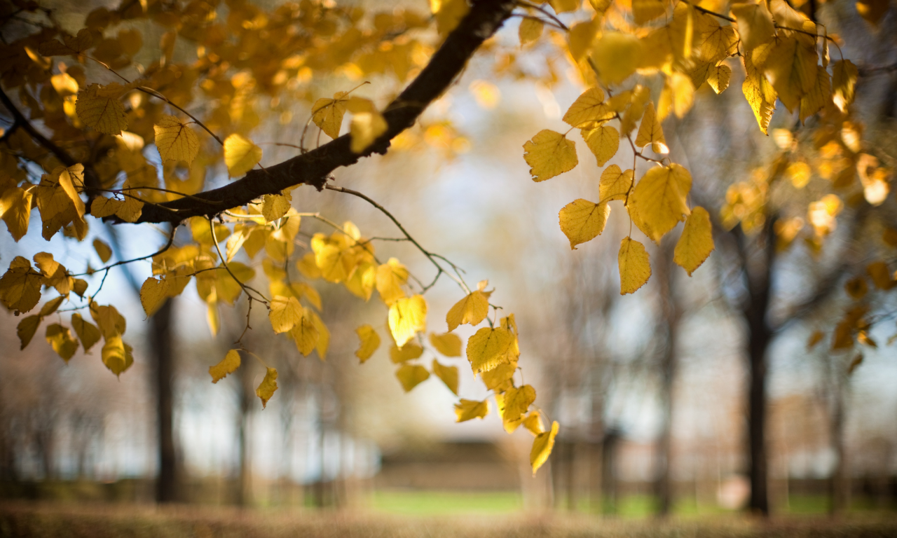 размытость, осень, природа, ветка, Дерево, листья