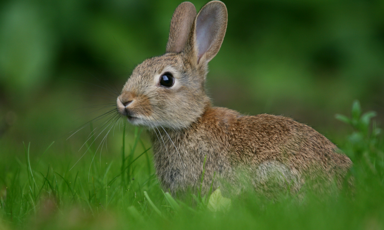размытость, трава, зелень, Кролик, заяц