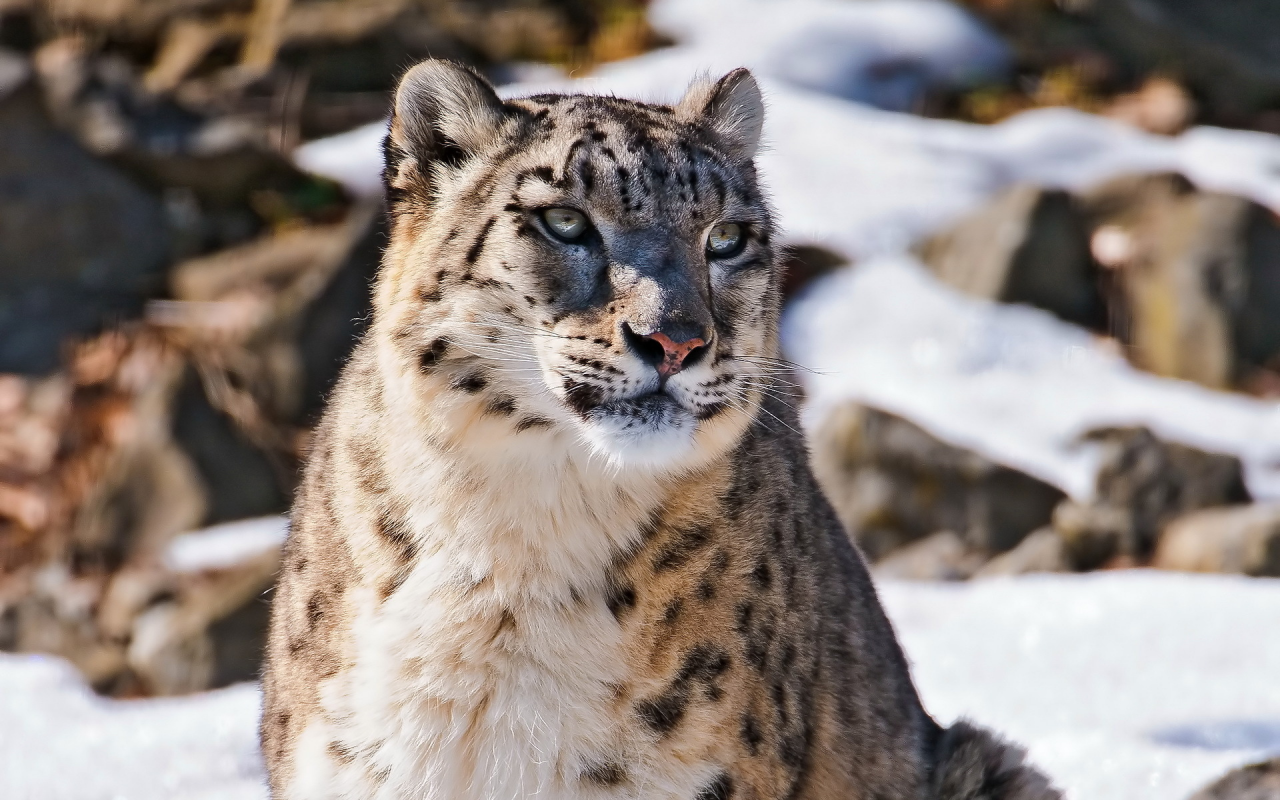 морда, uncia uncia, snow leopard, ирбис, смотрит, Снежный барс