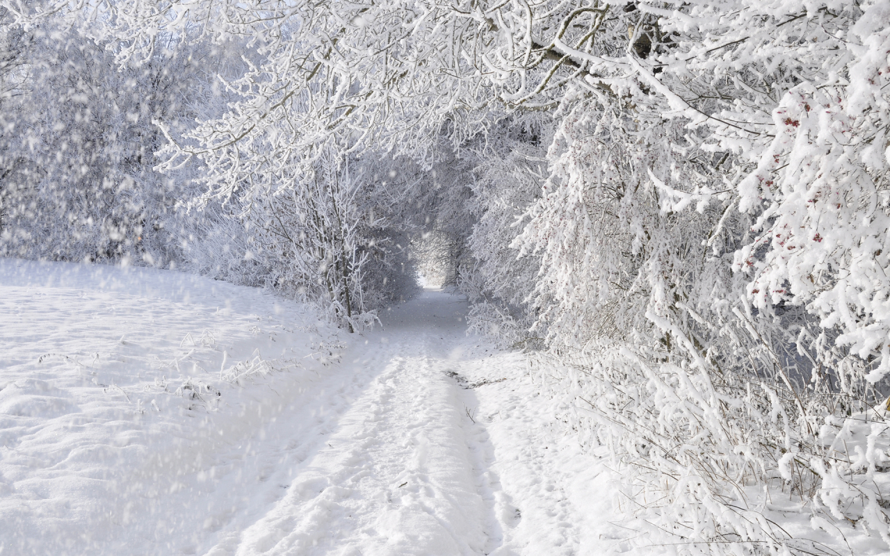 снег, Зима, лес, деревья, дорога, заснежено