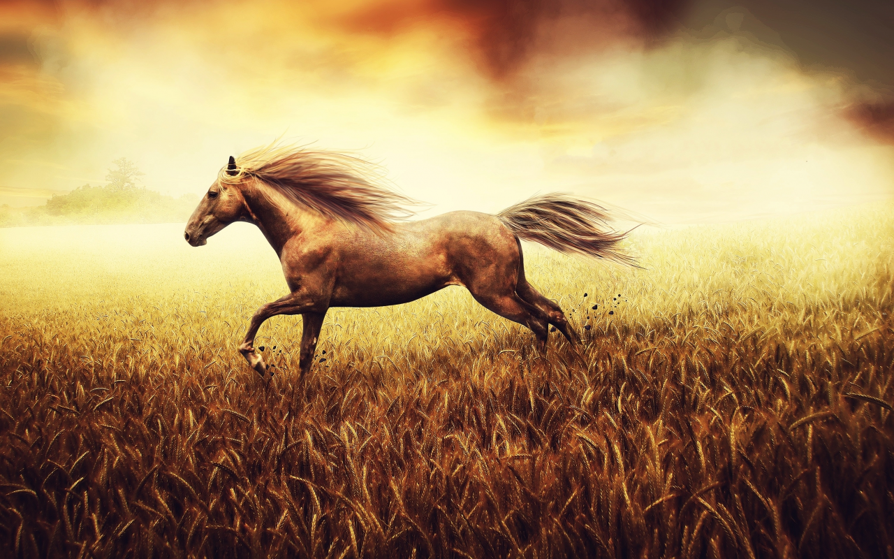 конь, фон, хвост, пшеница, рисунок, Свобода духа, поле
