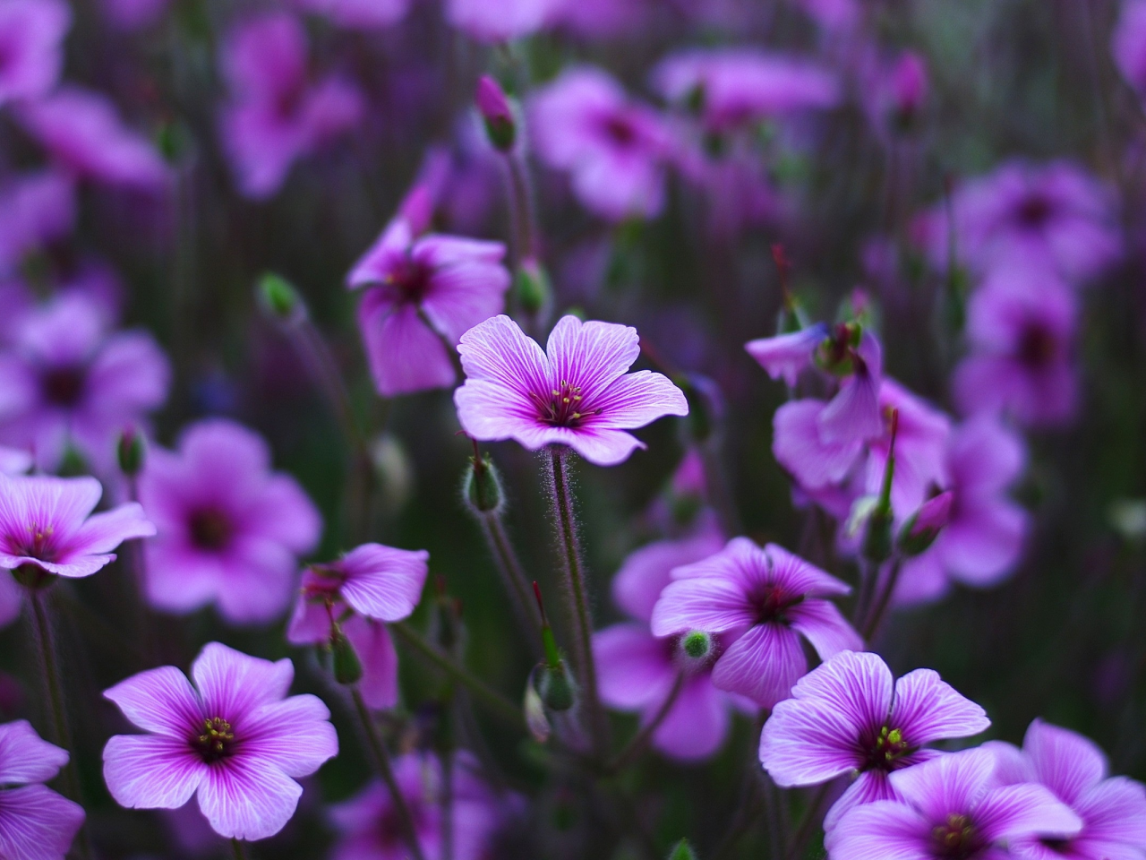 grass, nature, фиалки, природа, травы, цветы, flowers, violet