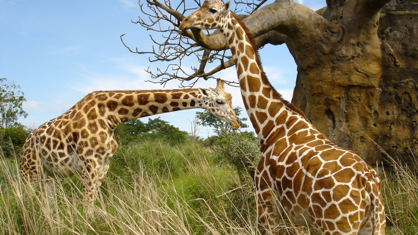 жирафы, animals, giraffes, животных