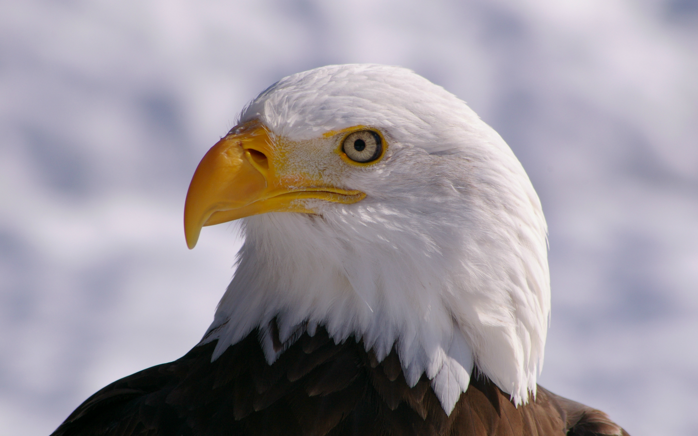 профиль, bald eagle, взгляд, белоголовый орлан, bird, Птица