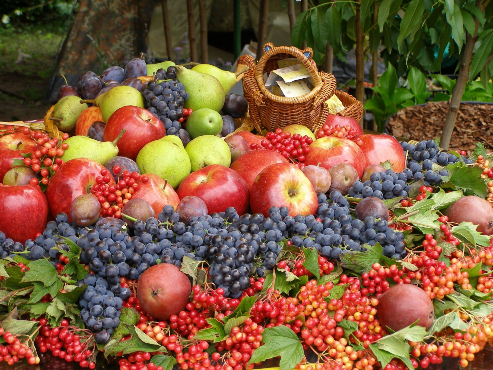 Калина, груши, яблоки, фрукты, виноград, ягоды, сливы