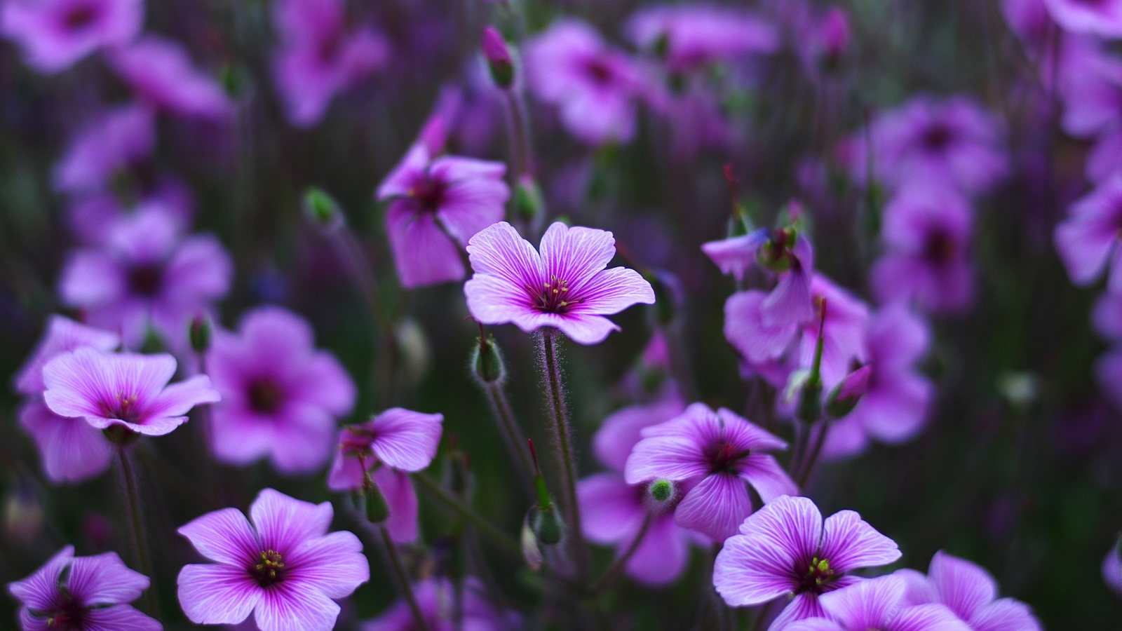 grass, nature, фиалки, природа, травы, цветы, flowers, violet