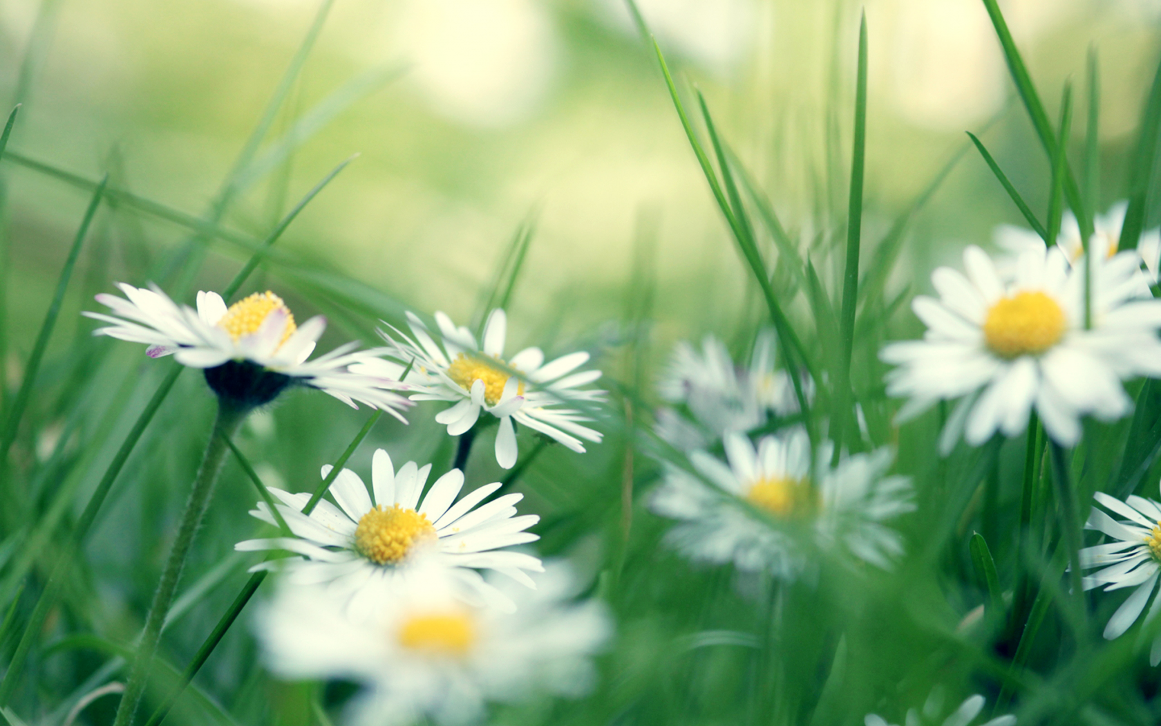 трава, ромашки, Daisies