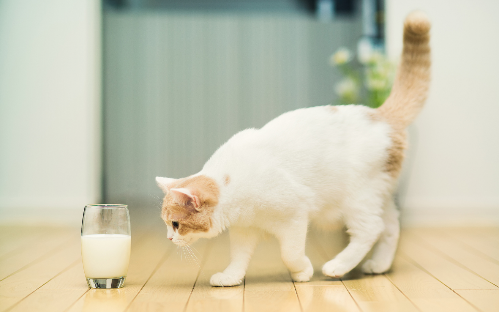 Hannah, молоко, c ben torode, стакан, кошка