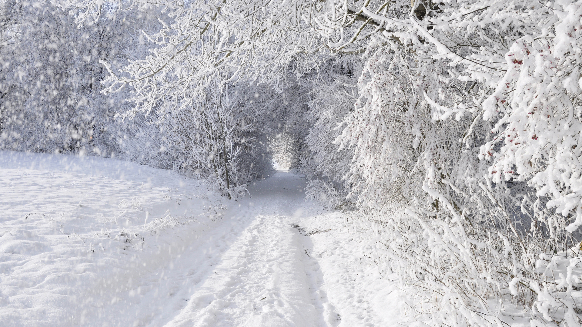 снег, Зима, лес, деревья, дорога, заснежено