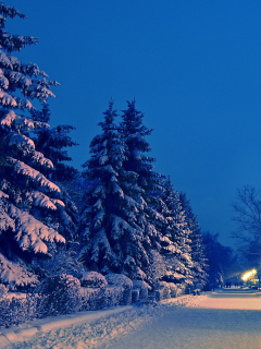 зима, бульвар, ели, снег