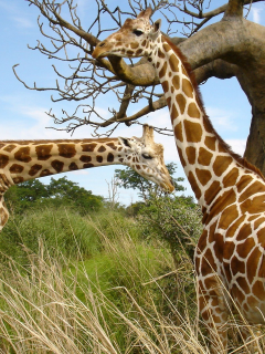 жирафы, animals, giraffes, животных