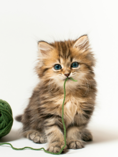 кошка, Daisy, клубок, котенок, c benjamin torode, зеленые нитки