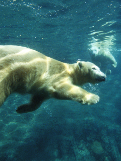 под водой, плавание, Белый медведь