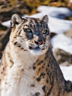 морда, uncia uncia, snow leopard, ирбис, смотрит, Снежный барс