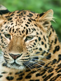 взгляд, Леопард, морда, усы, покой, кошка, хищник