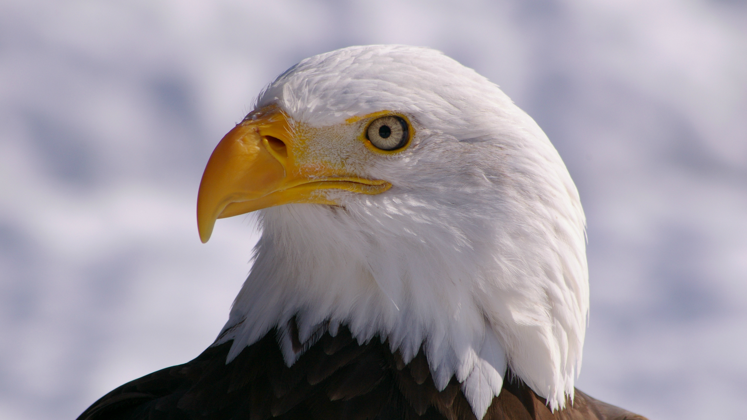 профиль, bald eagle, взгляд, белоголовый орлан, bird, Птица