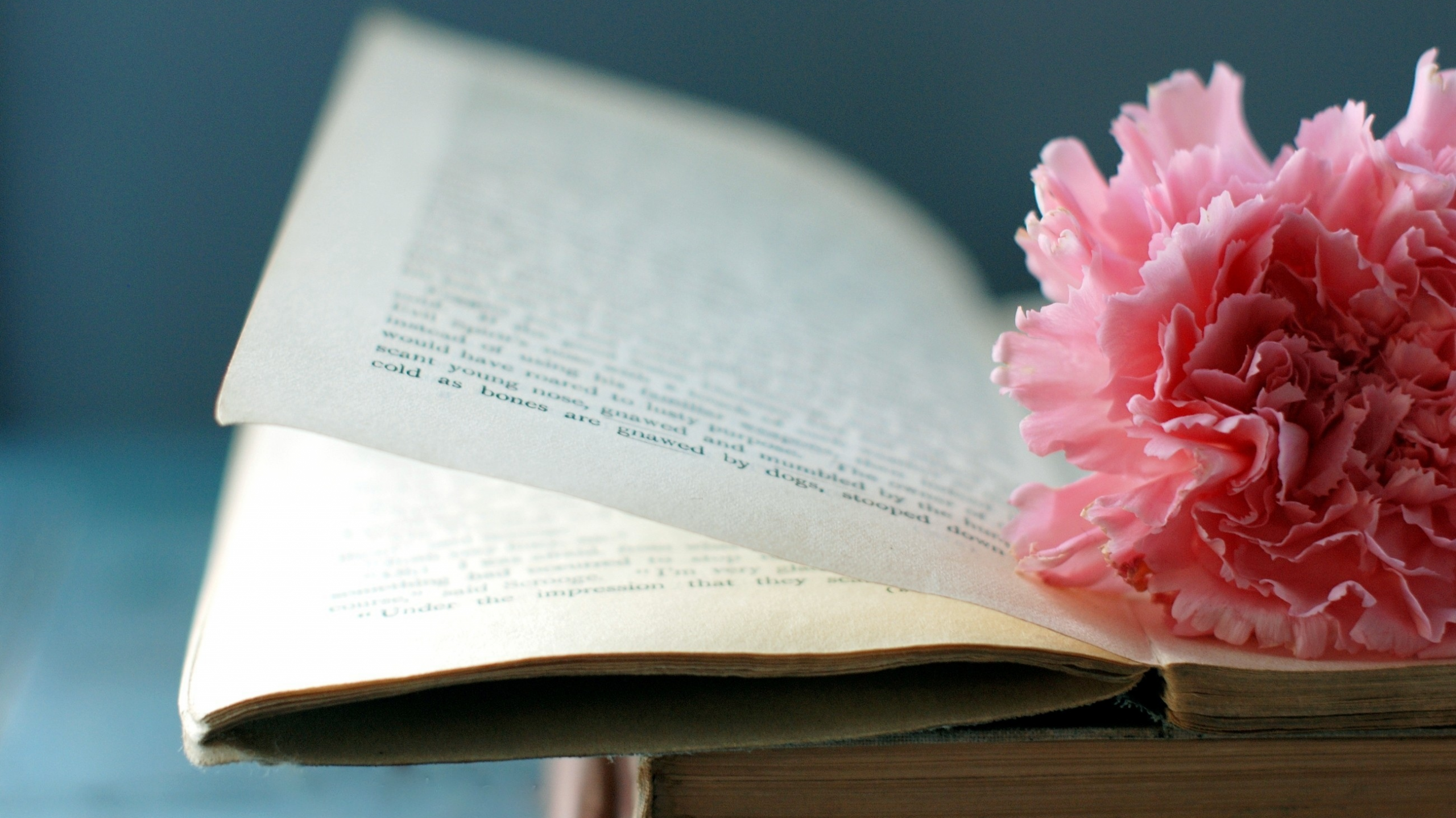 Цветок, книга, страницы, макро