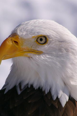 профиль, bald eagle, взгляд, белоголовый орлан, bird, Птица