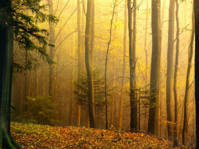 Лес, осень, природа