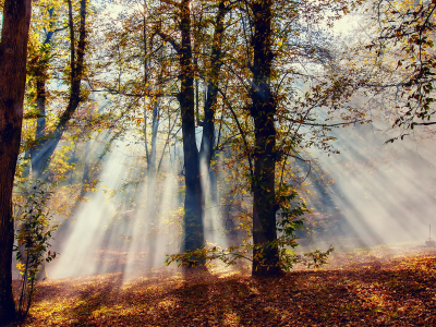 деревья, лес, свет, лучи, осень, Природа, листва