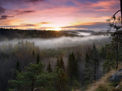 лес, финляндия, утро, восход, туман, finland, Noux national park